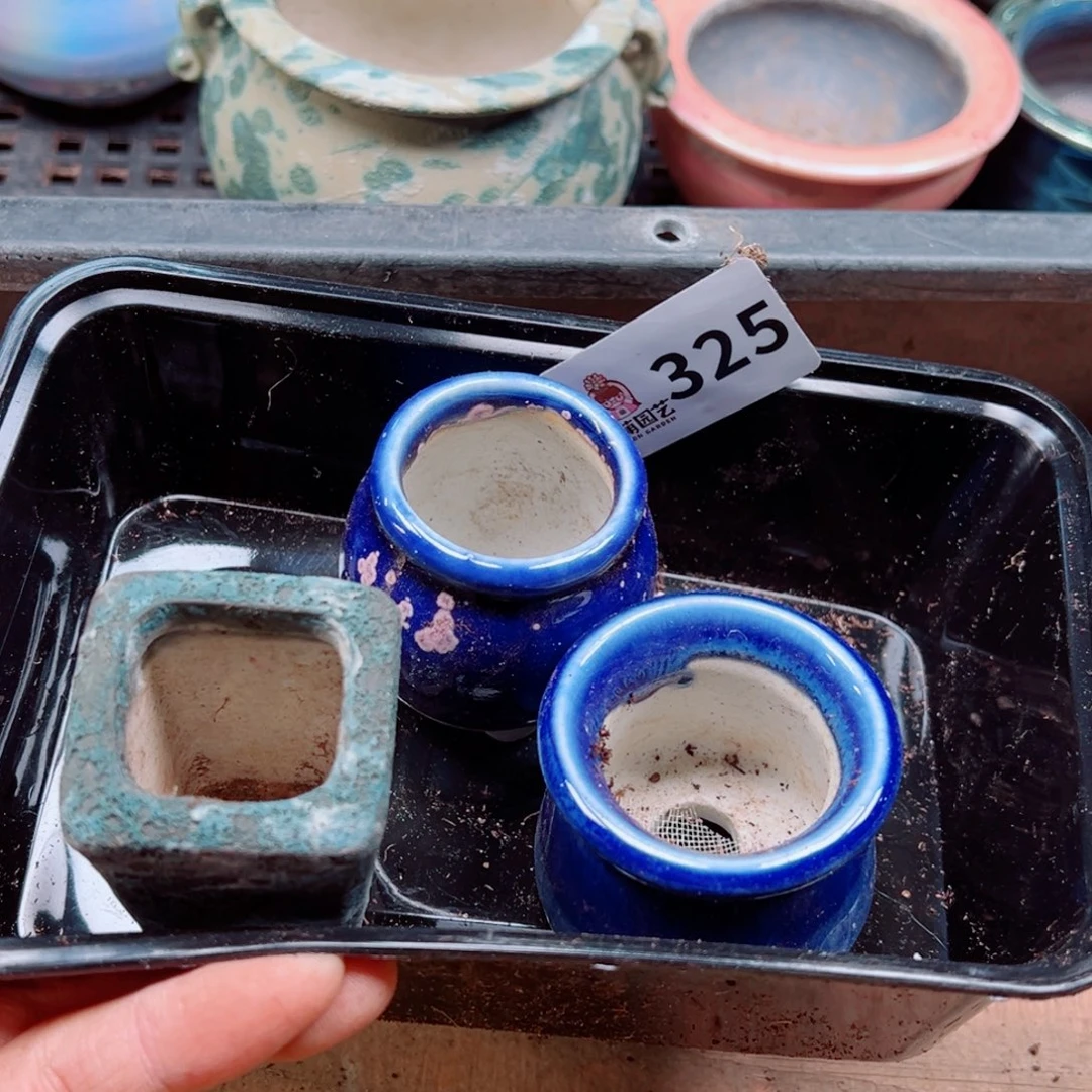 紫****x多肉植物多肉植物