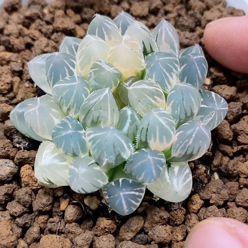 【闪购商品】43粉白霓虹灯