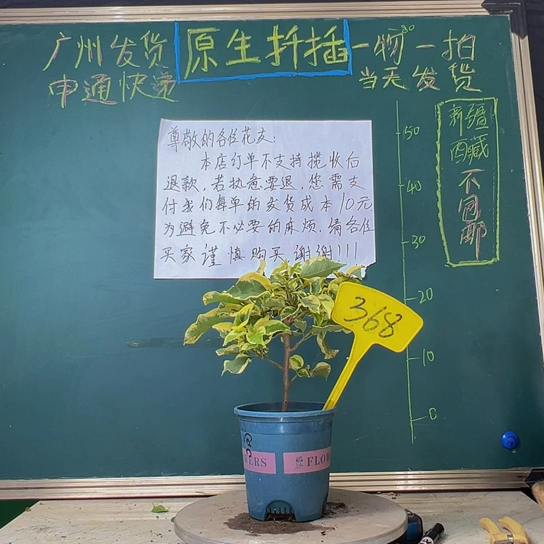 当前无花栽培后可以开花金边宫粉368