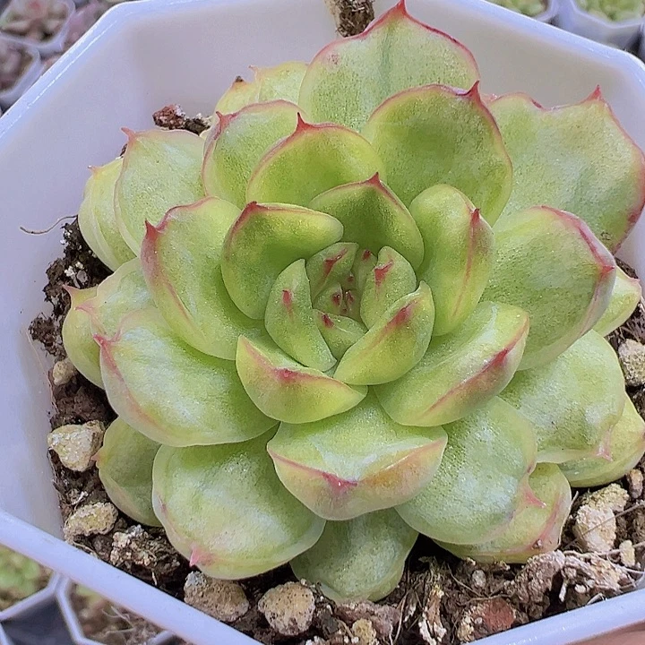 冰天使锦19包邮多肉植物