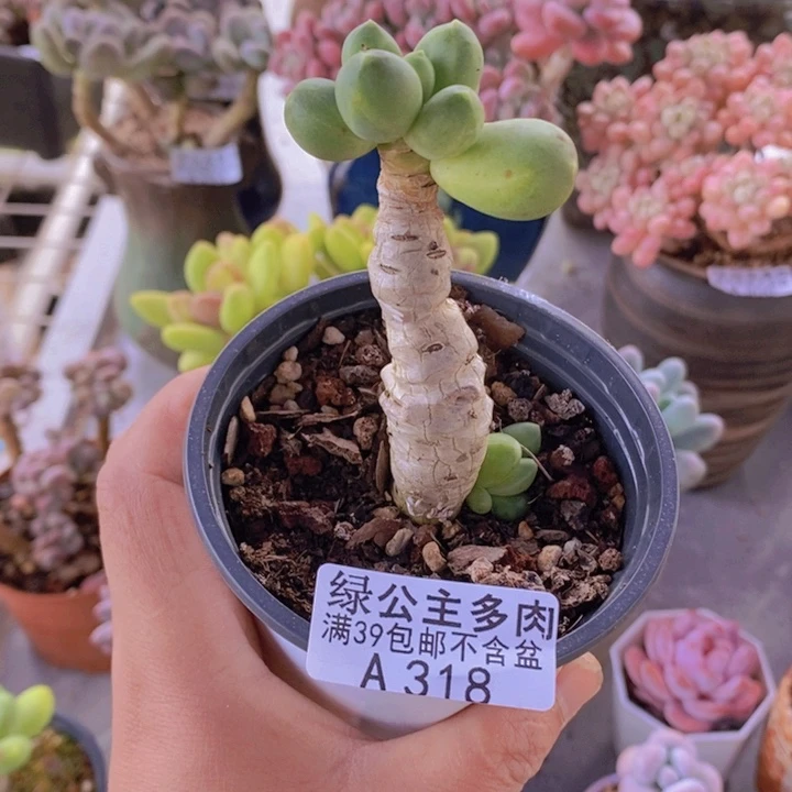 香蕉树老桩会掉叶318多肉酱