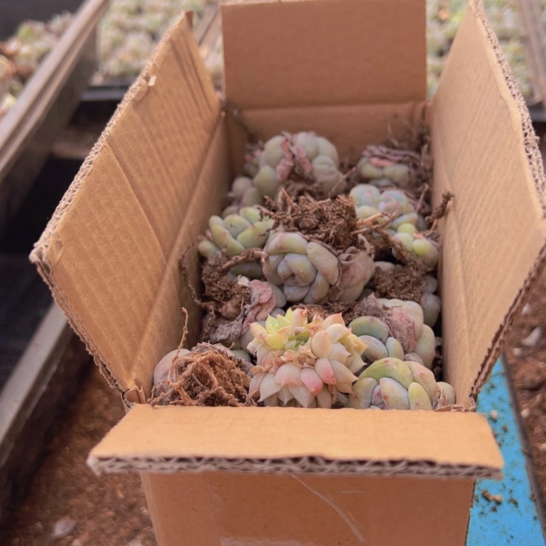 30颗星影石榴籽！！！