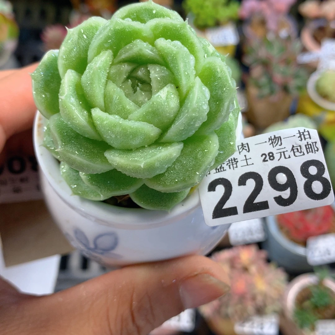 精控多肉植物2298