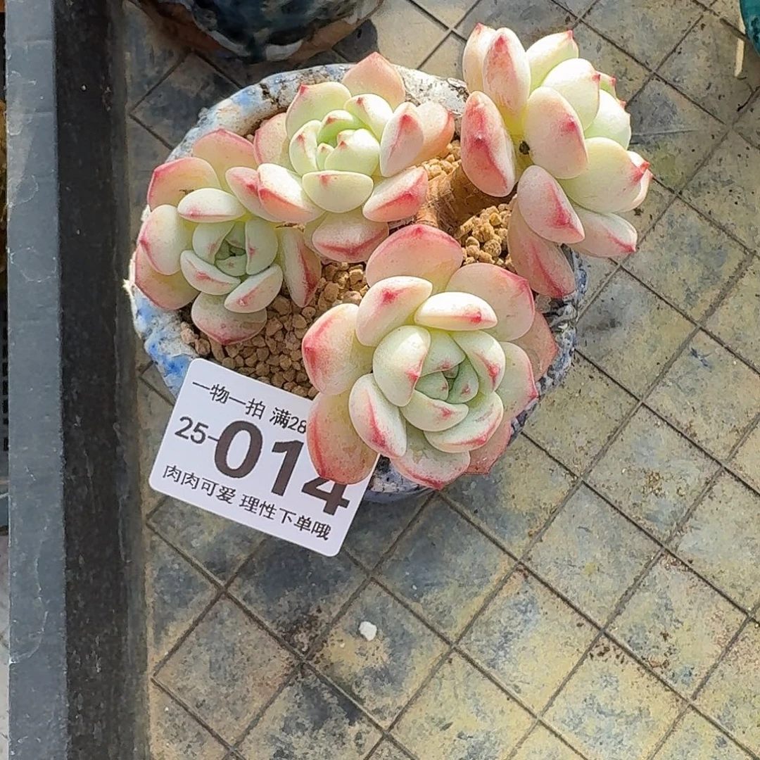白底香草无盆土发货