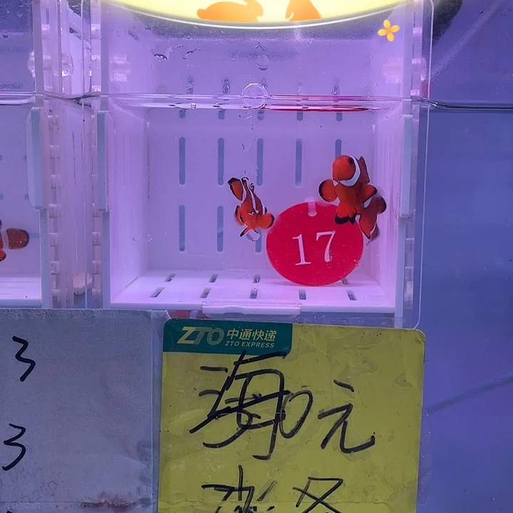 海水鱼短文创缸公子一对