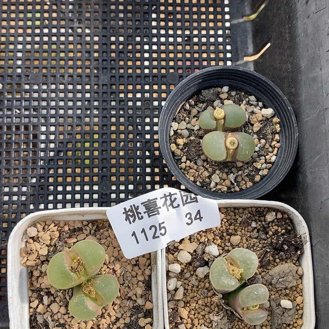 ๓**.25-34-风铃三颗。