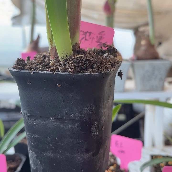无花朵猛犸象朱顶红直径4-5