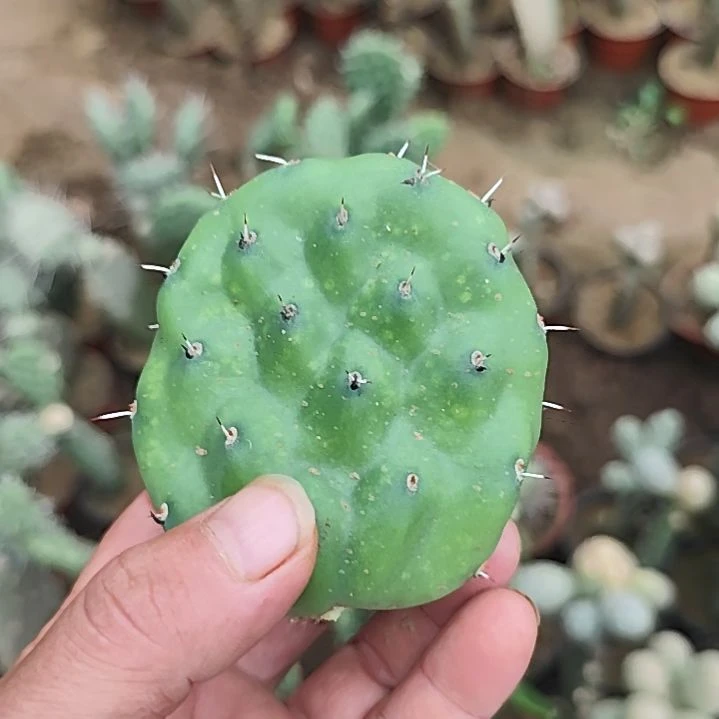 杰拉德硫磺仙人掌无根侧芽