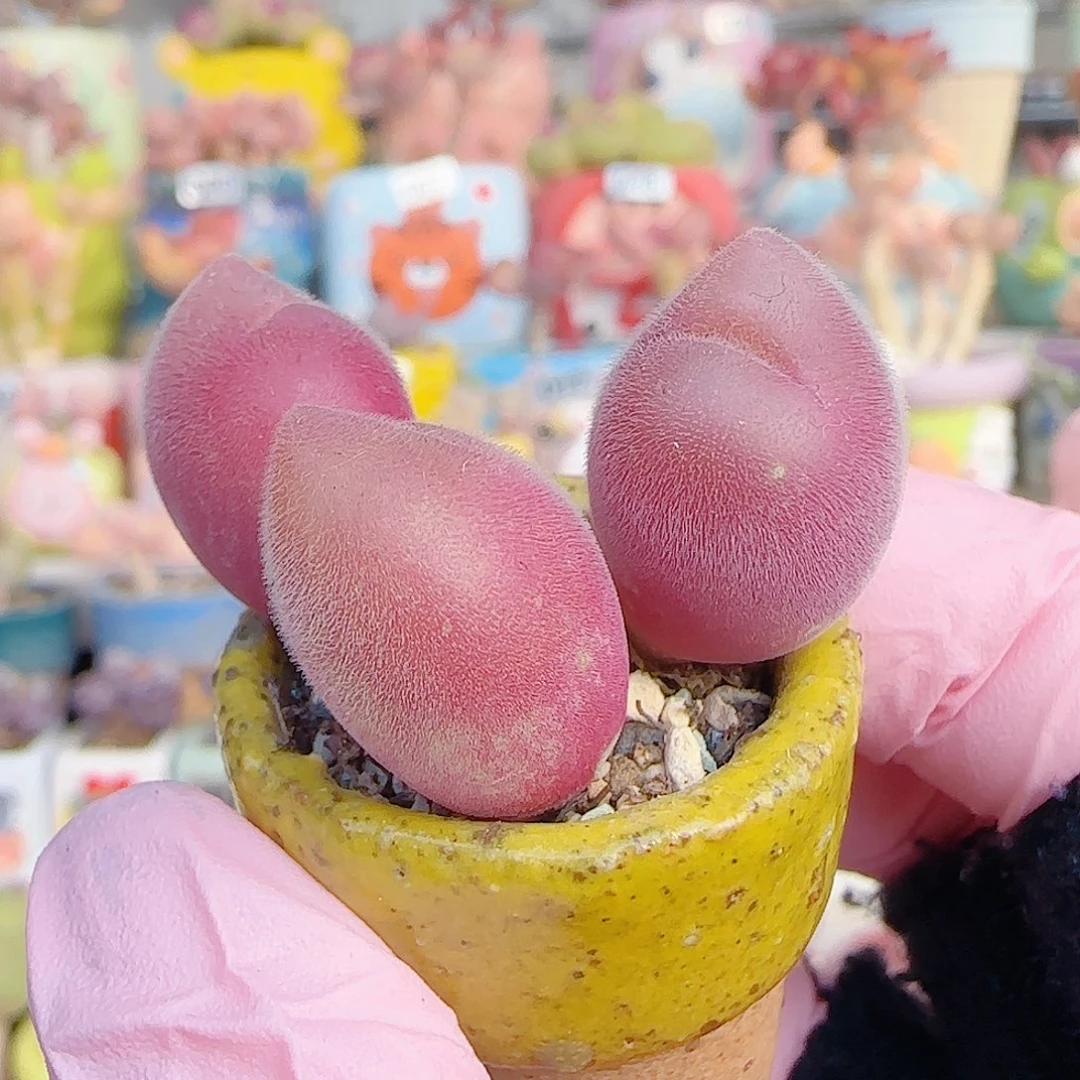 L 夫粉红蟹钳毛翠 盆口2.5cm