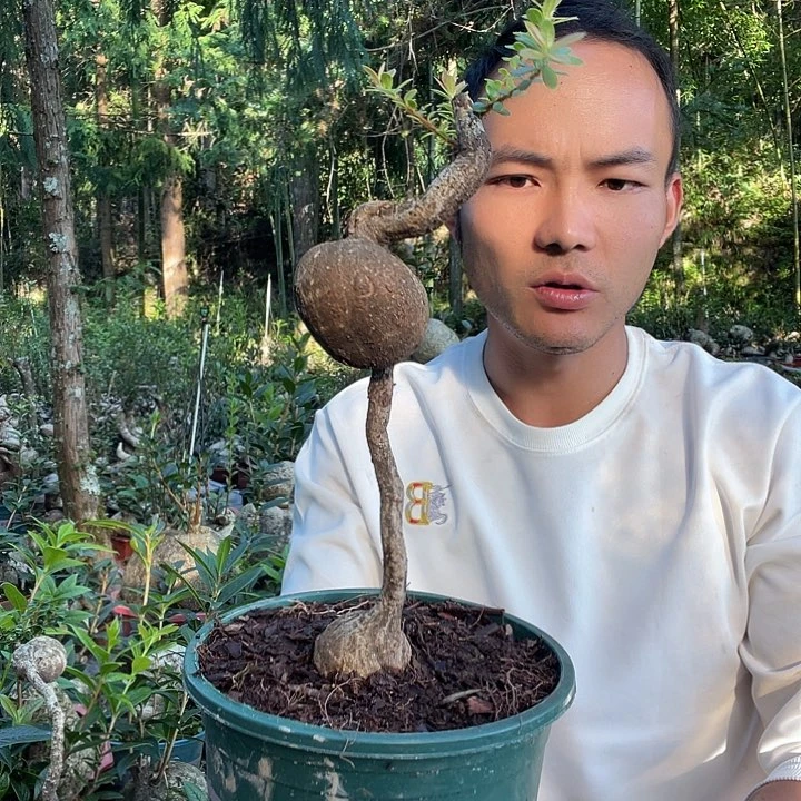无花朵我在外面吃饭了啊