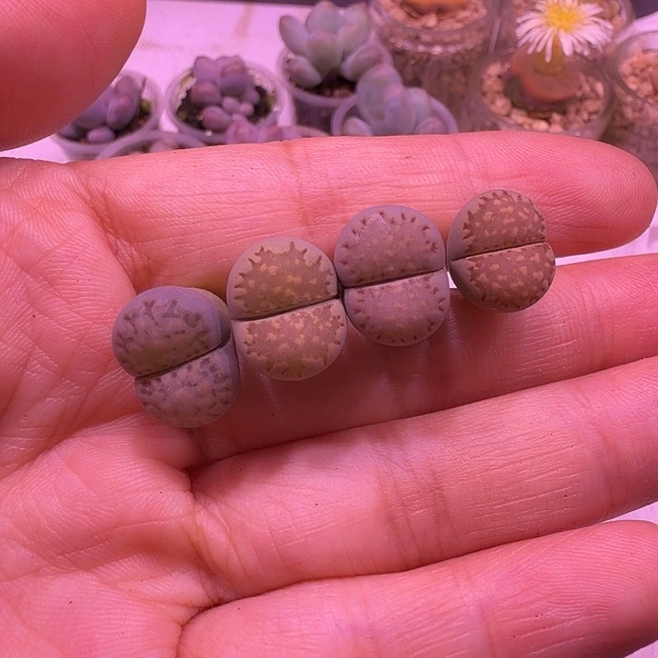 5号，不同窗面好看的饼干4颗一组