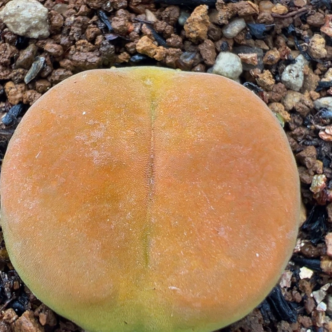 57多肉植物蟠桃1801.1