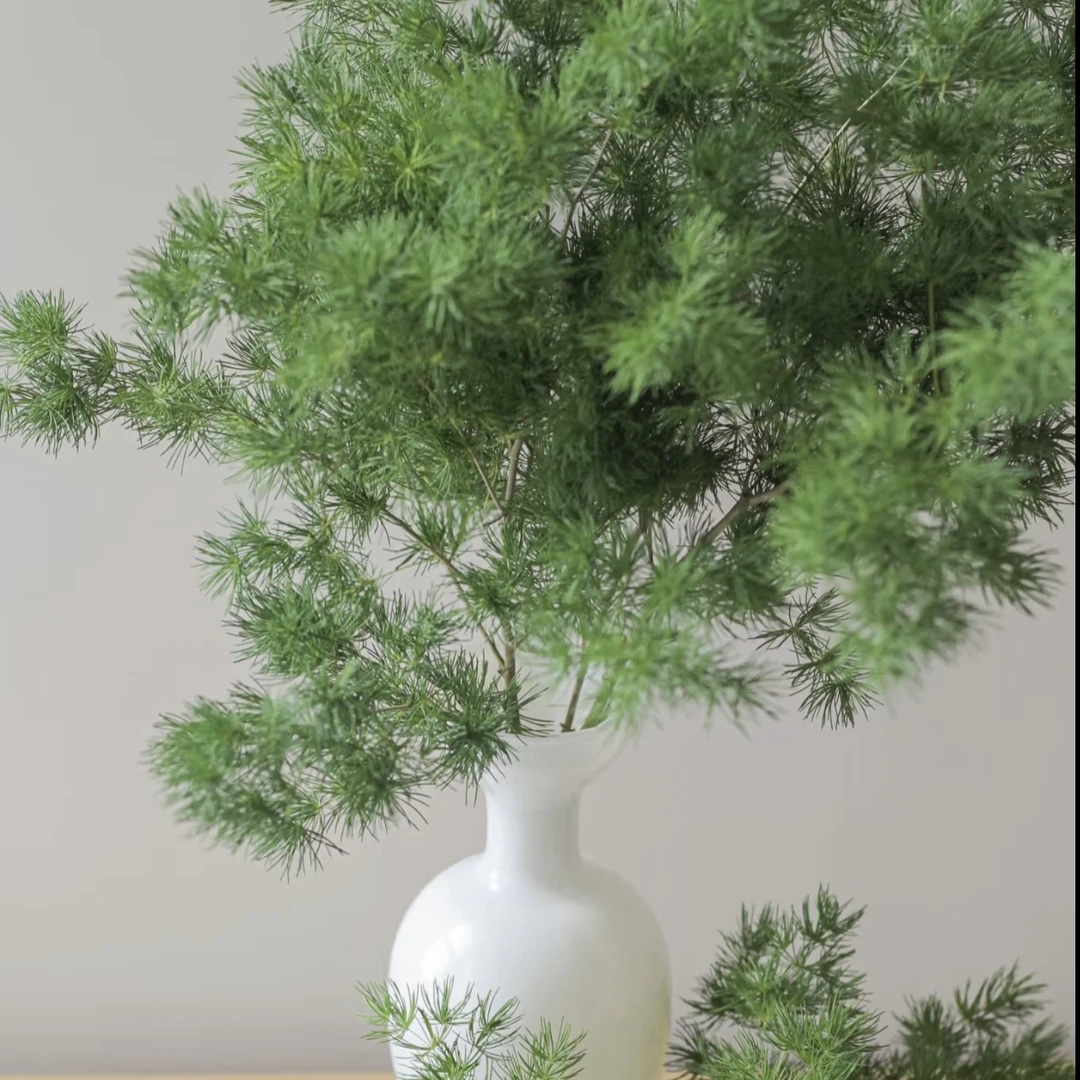 【蓬莱松】嫩绿色多年生草本植物好养可盆栽可地栽观赏性强