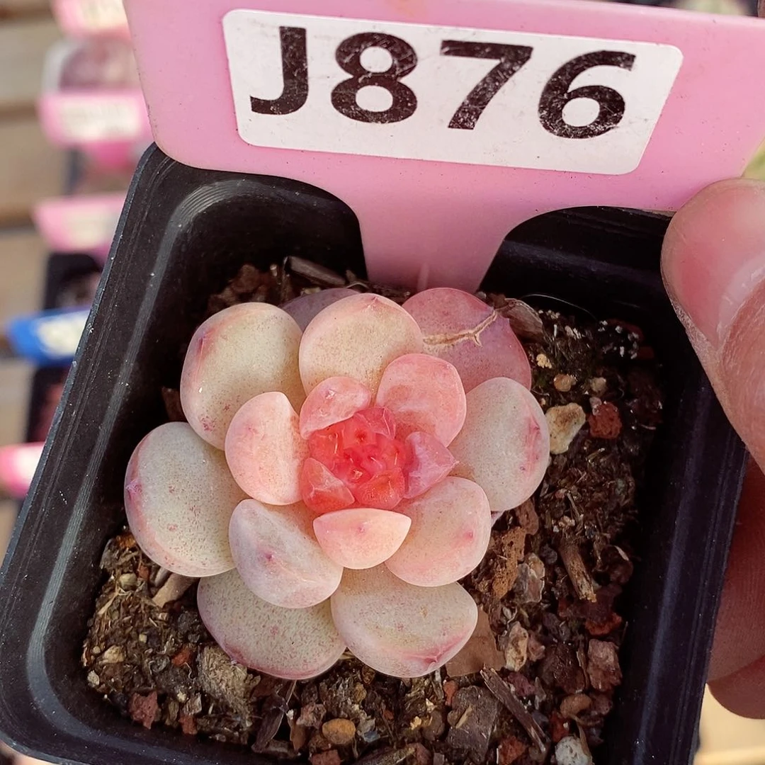 珍妮福利5cm多肉植物