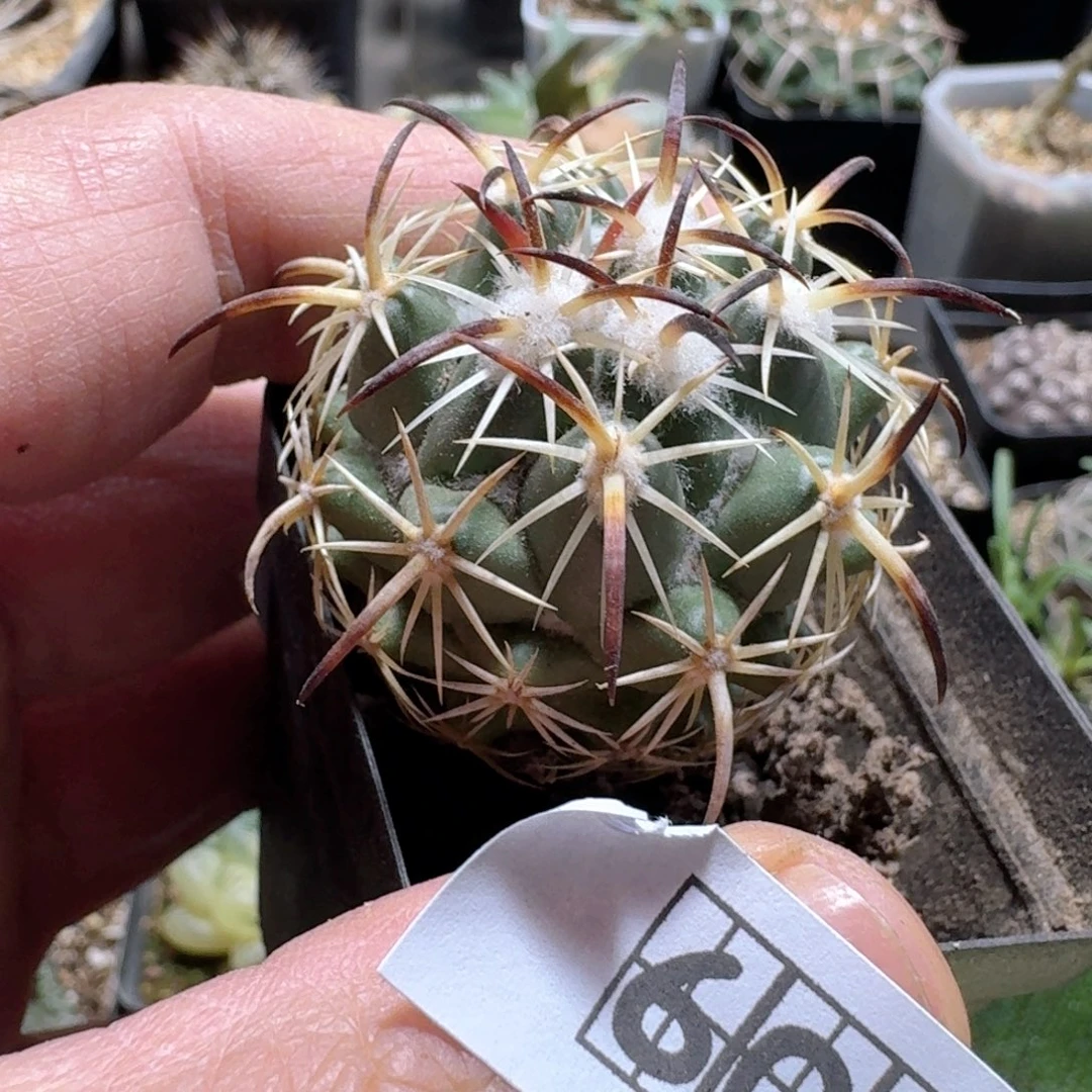 600钢钉脱土发货实生