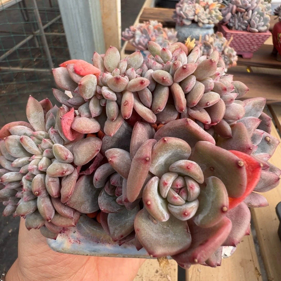 新年快乐 新年快乐