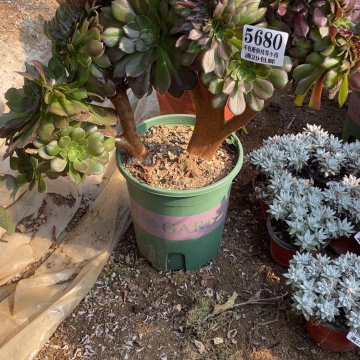 680号荷兰玫瑰多肉植物