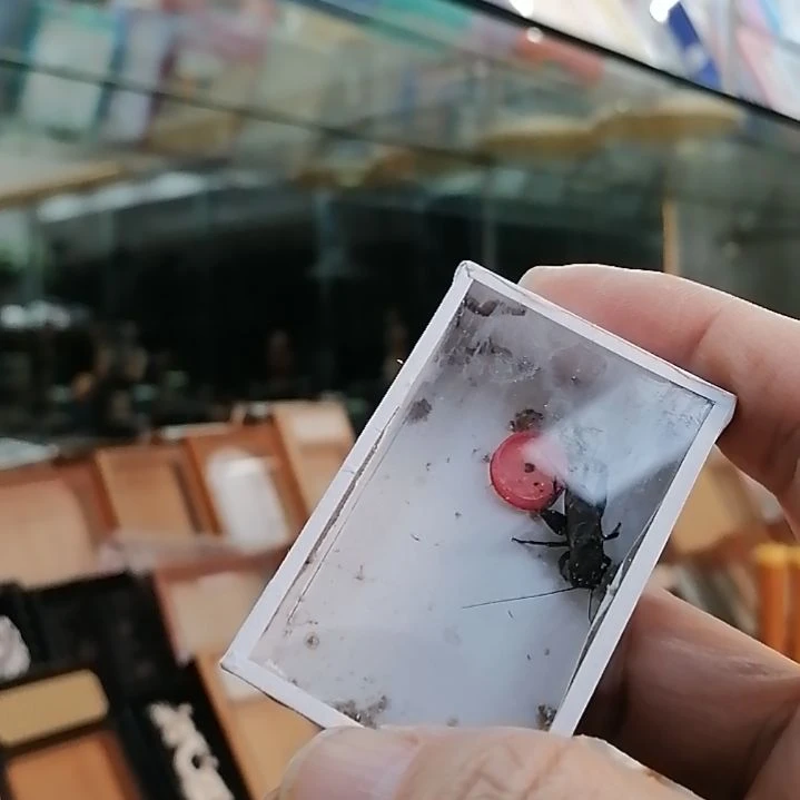 抓***星乌隐蛉一条发发发发