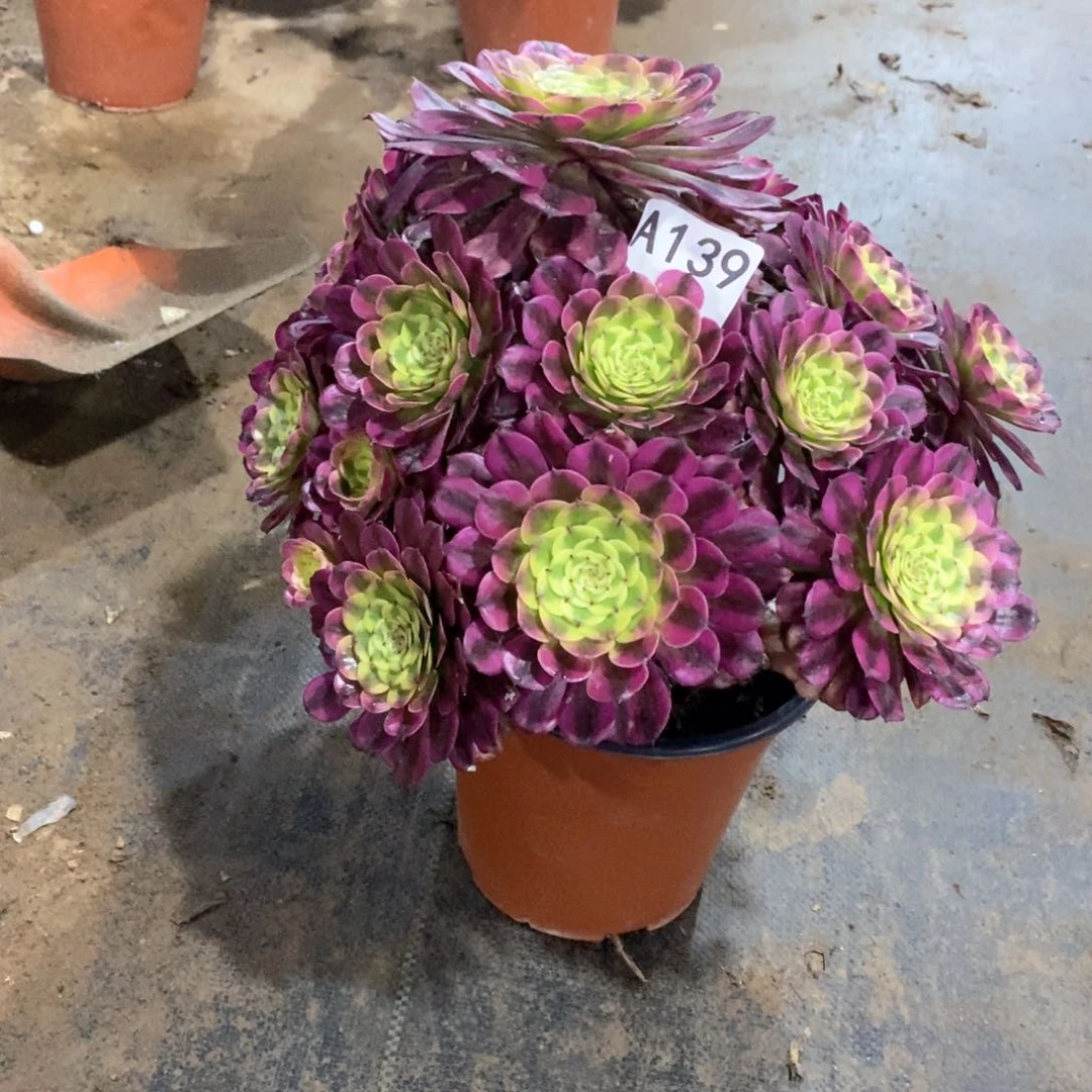 铭***将维娜斯139多肉法师植物