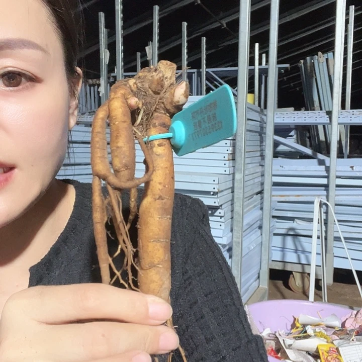 当前无花栽培后可以开花凯西触摸3芽