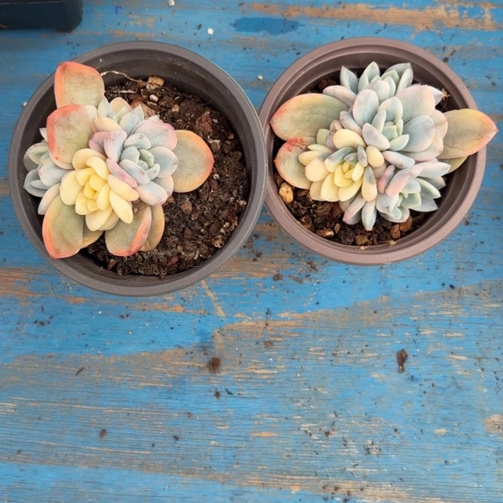 橙梦露底座一物一拍