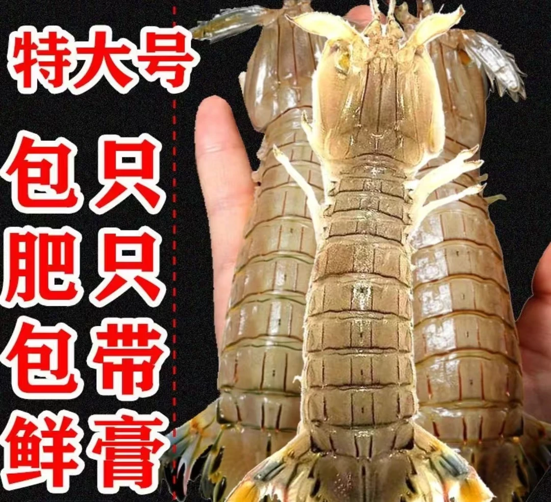 现捕现捞单只15cm到手八斤！！！顺丰冷链现拍现发番茄专属