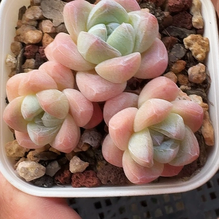 多肉冰玉3头老桩群生
