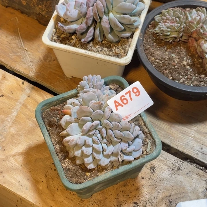 酒***๓679 满20包邮脱土发货