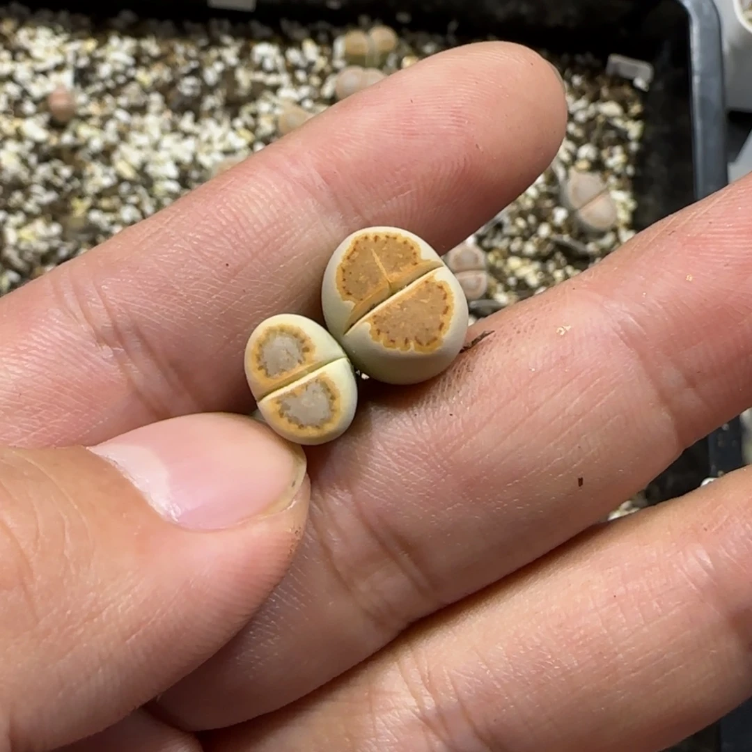 钵***鸡12.8。   橙饼干➕216饼干。  2081