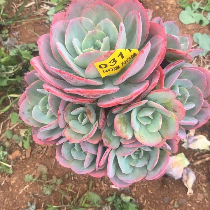 0311无砍群生血凤