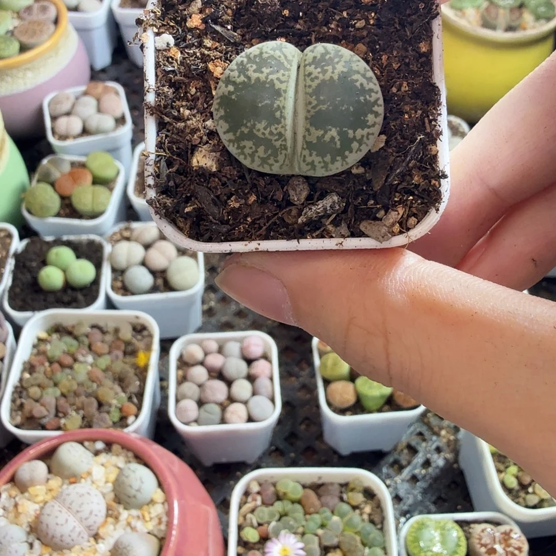 陈***灵多肉植物的生长发育422