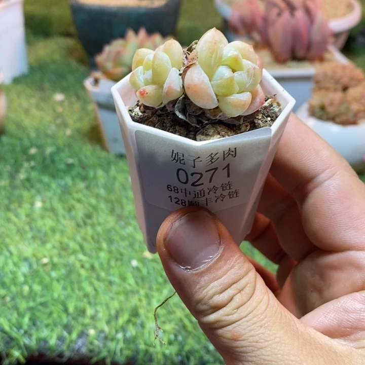 0271啊啊啊啊啊啊啊啊啊