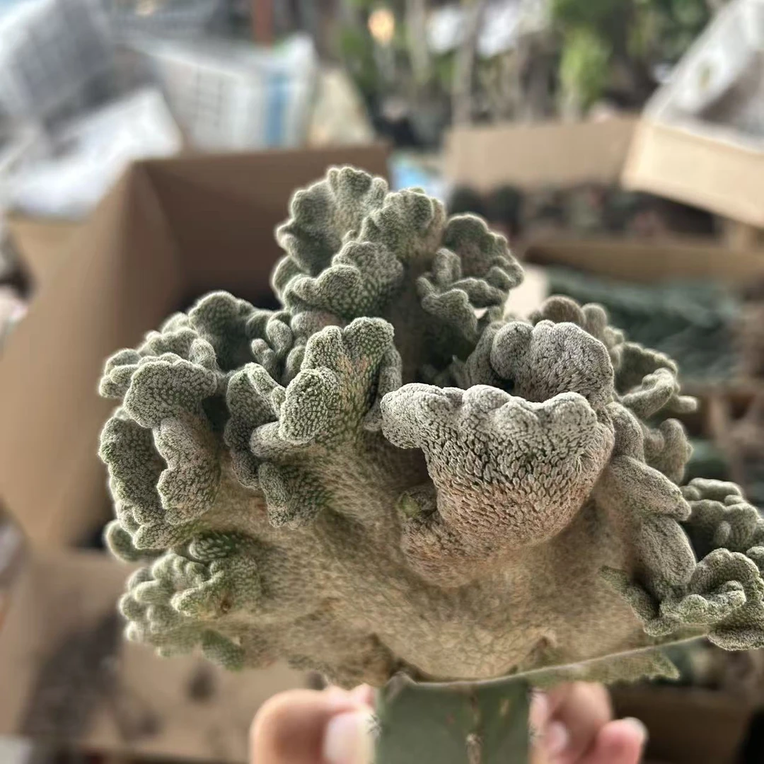 无根精巧丸缀化     仙人球漳州基地直发 新手好养