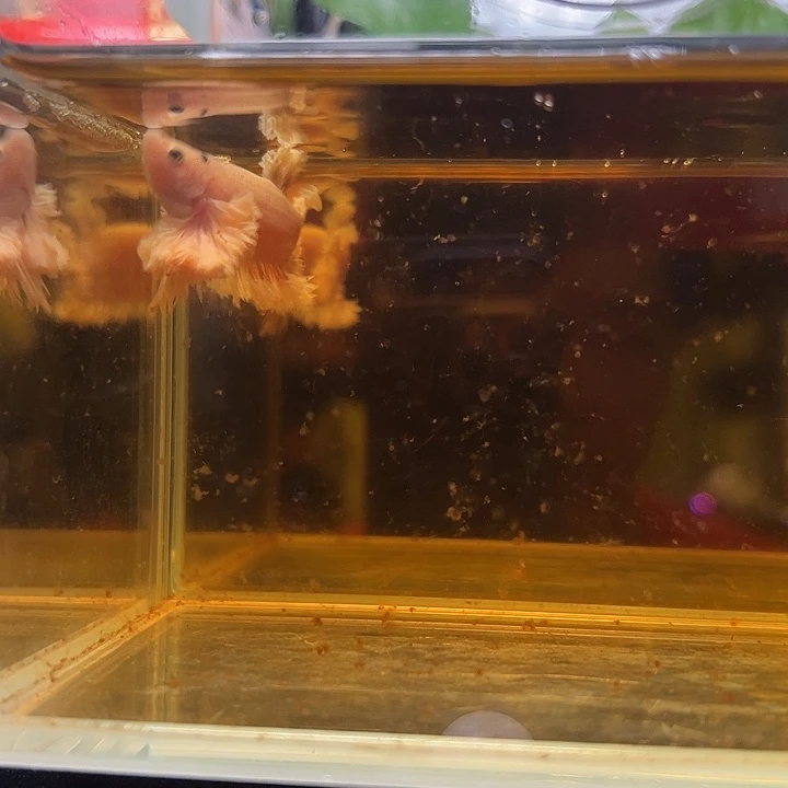 斗鱼竞拍跑单拉黑31日29