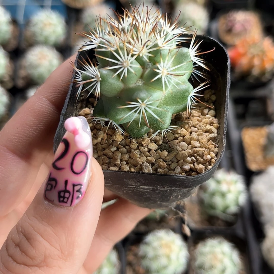 蓬莱宫单头发货有根发货