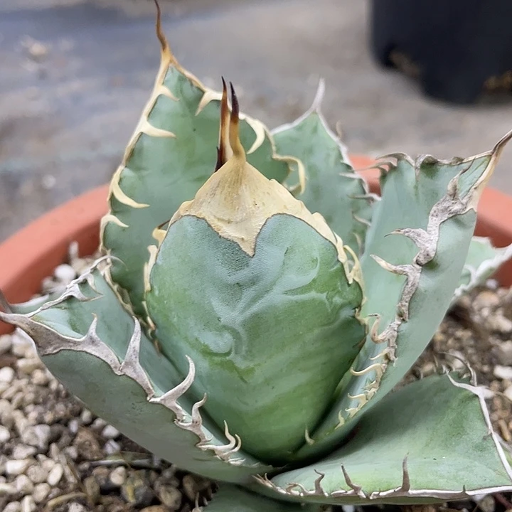 蓝肌子播7777777777