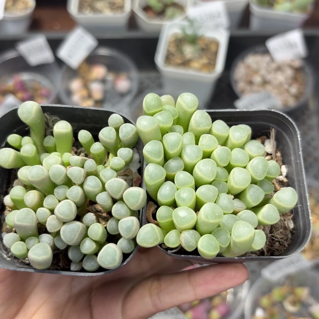 3384 生石花和肉锥