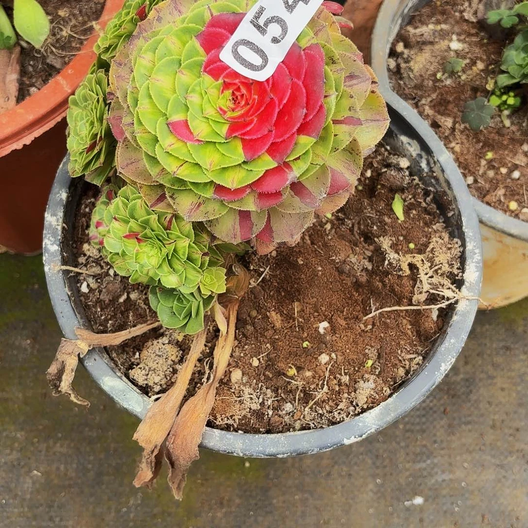 054多肉植物植物发