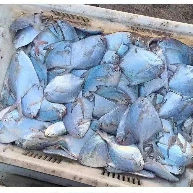 【每斤不到10块钱】连云港码头发货海捕鲳鱼