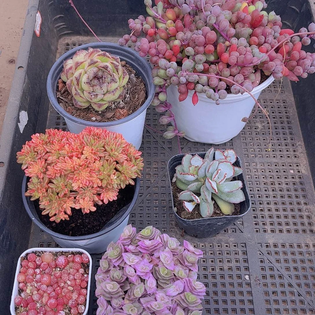 多肉744多肉植物