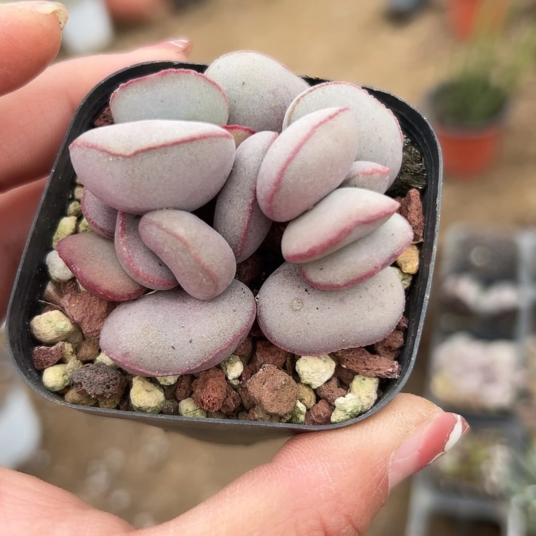 多肉植物红蛋水泡