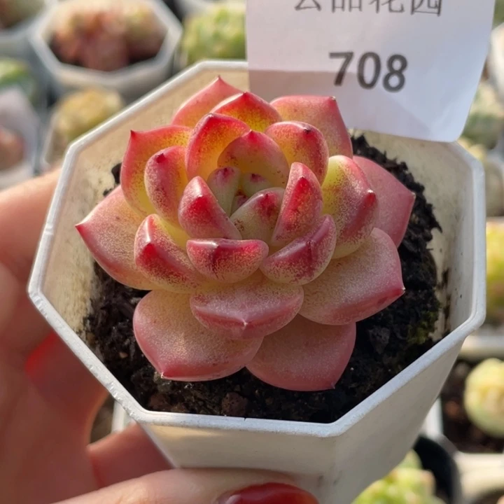 708号糖心冰心珍妮