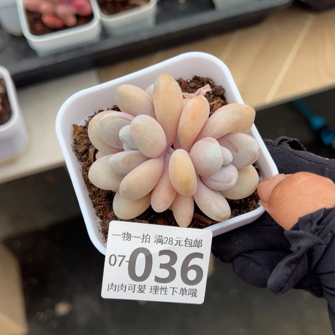 粉兔多肉多肉多肉多肉