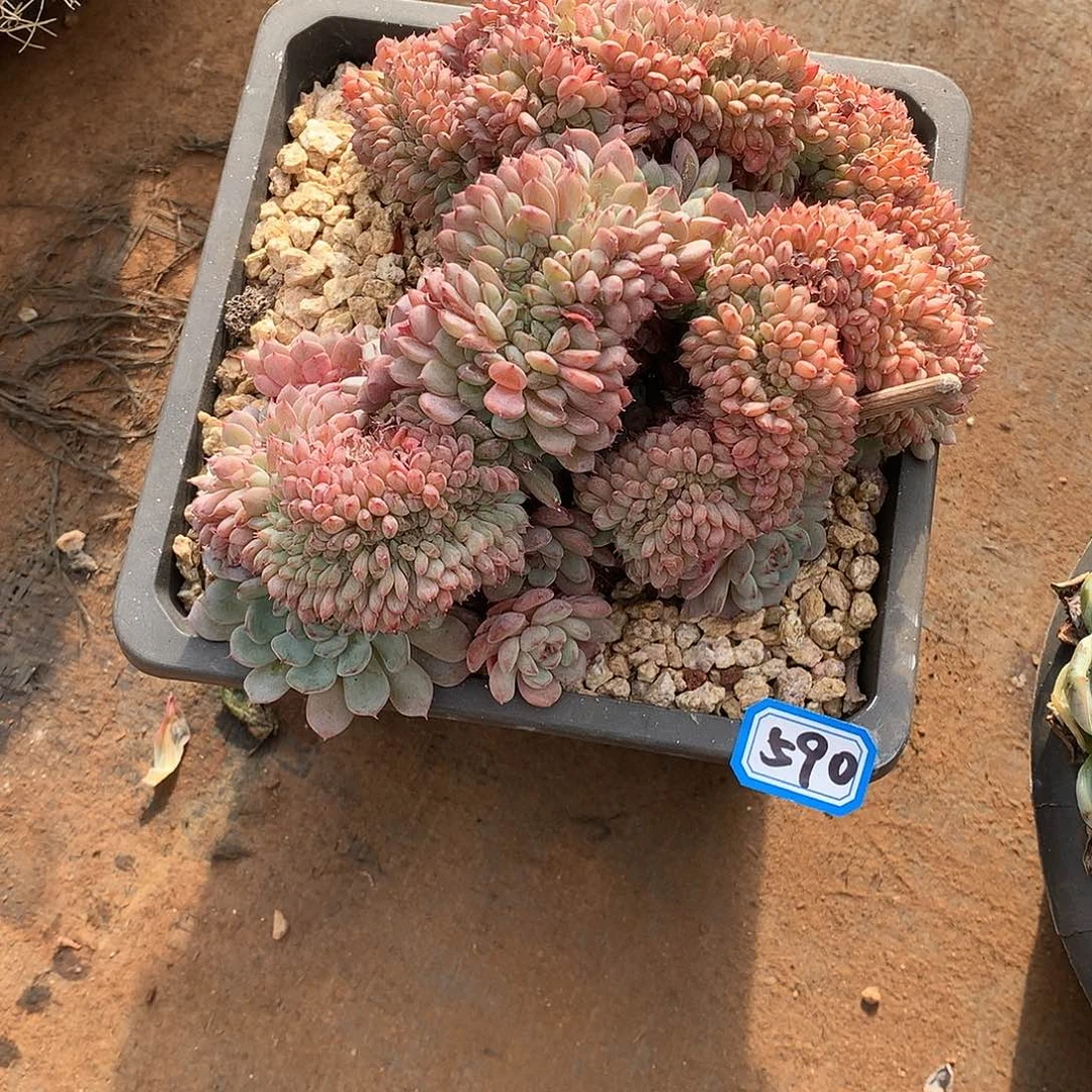 590白胖子 一物一拍多肉