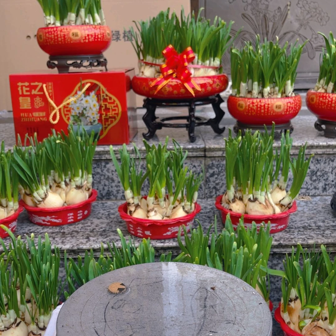 复瓣一盆大一盆小的红盆