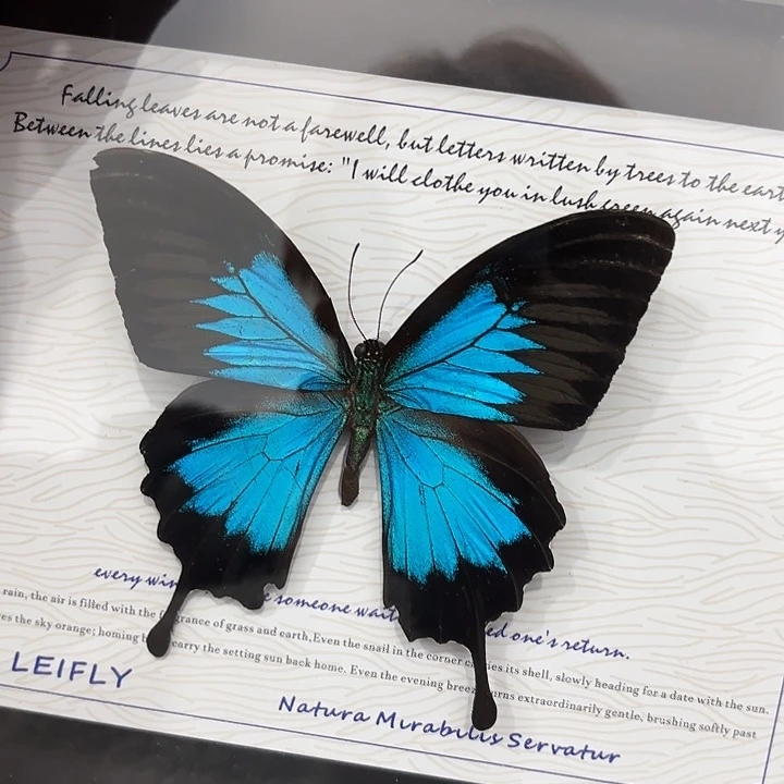 蝴蝶标本定制617@