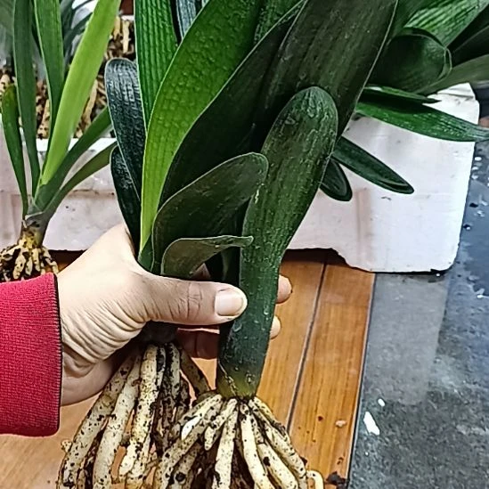 当前无花栽培后可以开花