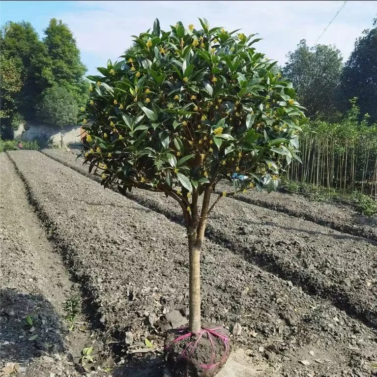 桂花树苗盆栽室内外庭院四季金桂八月丹桂浓香花卉绿植