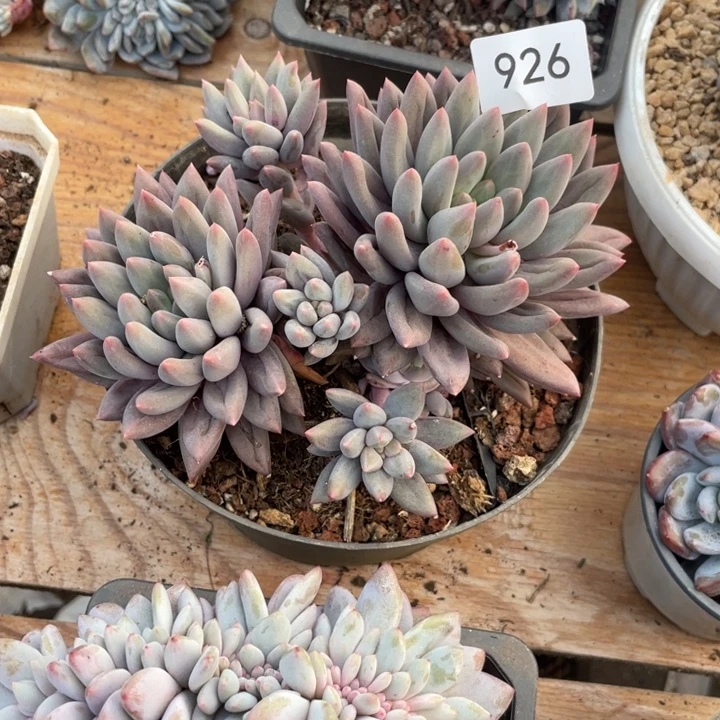 哈哈哈哈哈哈哈哈926