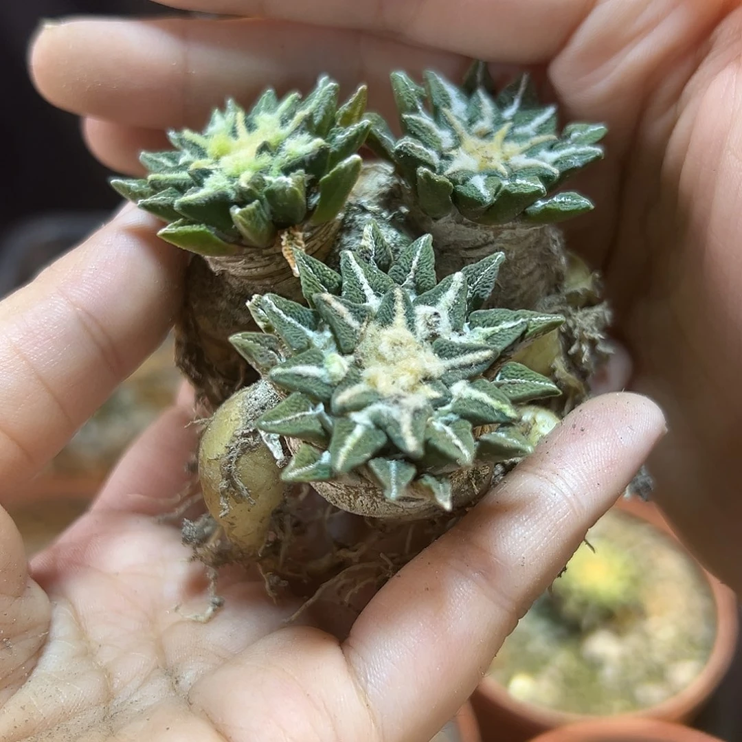 实生老家风萝卜根黑牡丹3.3公分1颗